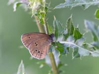 Schornsteinfeger oder Brauner Waldvogel Männchen